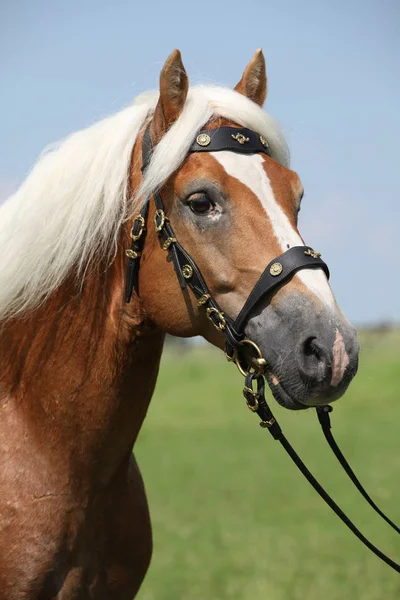 Potrait gyönyörű haflinger mén — Stock Fotó