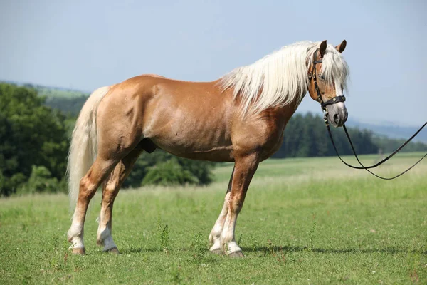 Ritratto di bello stallone haflinger — Foto Stock