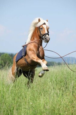 Güzel doğada Şahlanan şaşırtıcı haflinger aygır