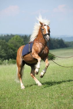 Güzel doğada Şahlanan şaşırtıcı haflinger aygır