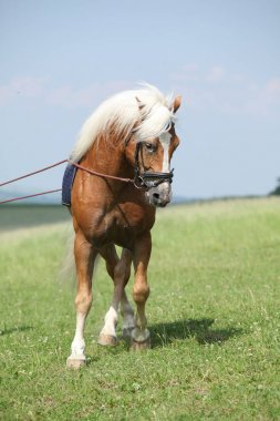 Şaşırtıcı haflinger aygır eğitim