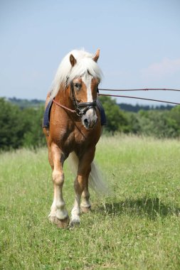 Şaşırtıcı haflinger aygır eğitim
