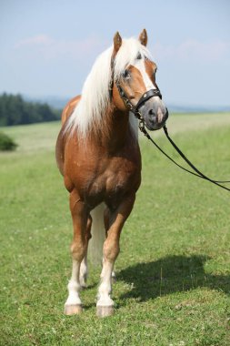 Güzel haflinger aygır Potrait