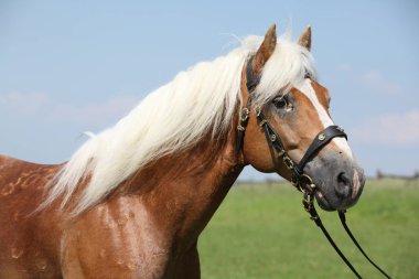 Güzel haflinger aygır Potrait
