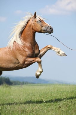 Önünde güzel gökyüzü Şahlanan şaşırtıcı haflinger aygır