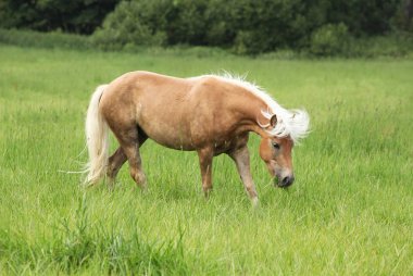 güzel haflinger özgürlük içinde çalışan
