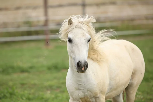 Pony blanco sobre pastizales — Foto de Stock