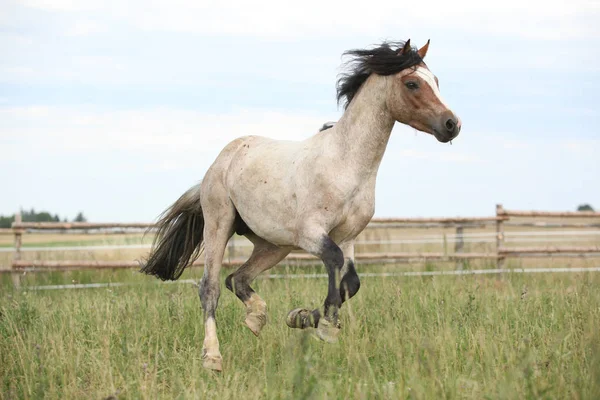 Welsh ponny körs på bete — Stockfoto