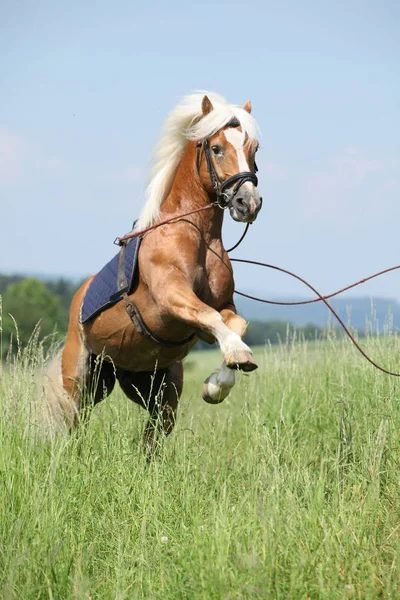 Geweldige haflinger hengst steigerende in prachtige natuur — Stockfoto