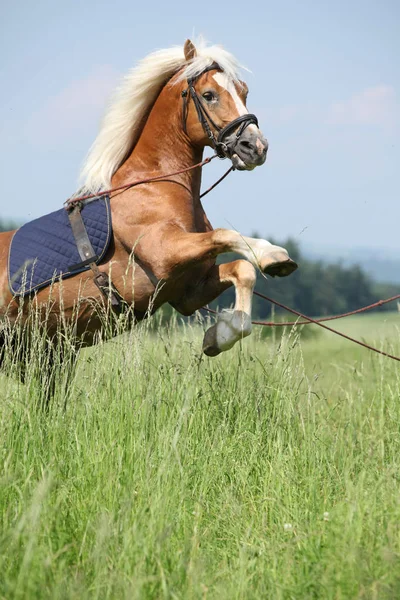 Incrível haflinger garanhão prancing em bela natureza — Fotografia de Stock