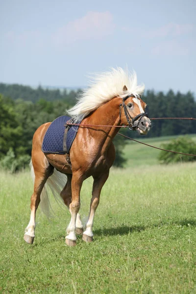 Incrível haflinger garanhão prancing em bela natureza — Fotografia de Stock