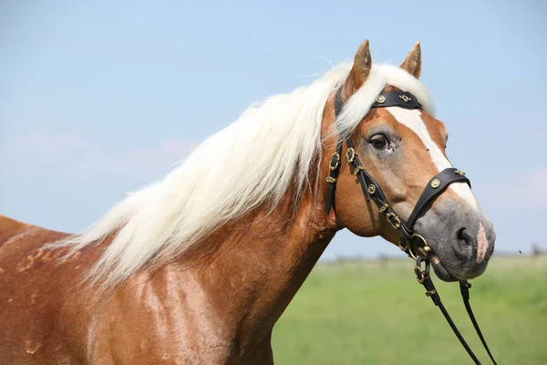 Potrait of beautiful haflinger stallion — Stock Photo, Image