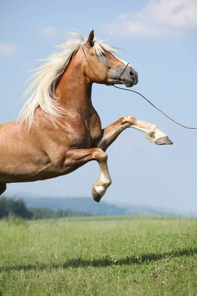 Önünde güzel gökyüzü Şahlanan şaşırtıcı haflinger aygır
