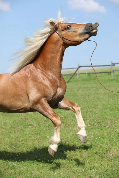 Εκπληκτικό stallion haflinger prancing στην πανέμορφη φύση — Φωτογραφία Αρχείου