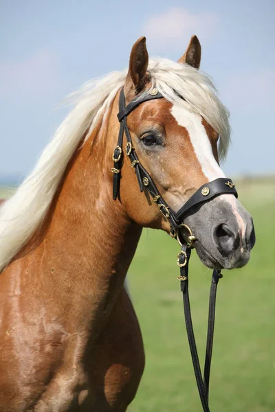 Potret de armăsar frumos haflinger — Fotografie, imagine de stoc