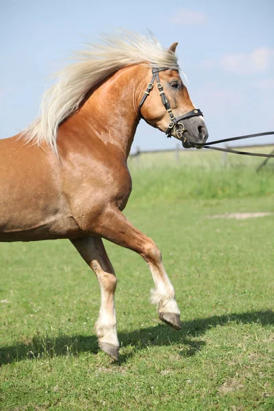 惊人的 haflinger 种马腾跃在美丽的大自然 — 图库照片