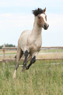 Galli midilli otlak üzerinde çalışan