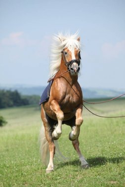 Güzel doğada Şahlanan şaşırtıcı haflinger aygır