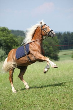 Güzel doğada Şahlanan şaşırtıcı haflinger aygır