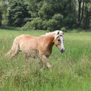 güzel haflinger özgürlük içinde çalışan