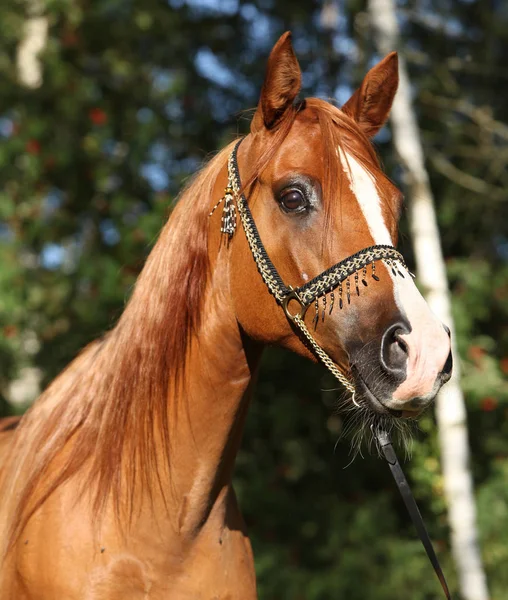 Incrível cavalo árabe com belo halter — Fotografia de Stock