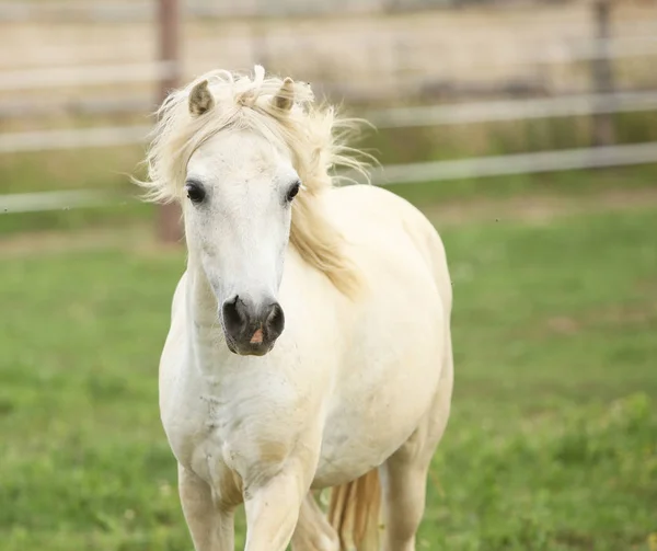 White pony on pasturage — Stock Photo, Image