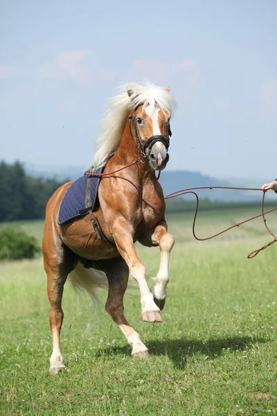 Geweldige haflinger hengst steigerende in prachtige natuur — Stockfoto