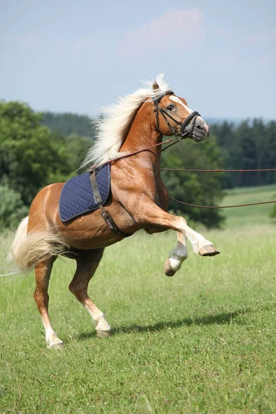 惊人的 haflinger 种马腾跃在美丽的大自然 — 图库照片