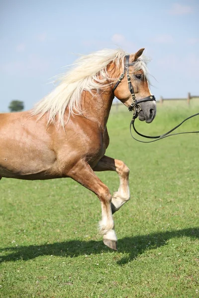 Εκπληκτικό stallion haflinger prancing στην πανέμορφη φύση — Φωτογραφία Αρχείου