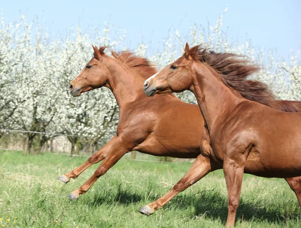 Two quarter horses running together in spring — Stock Photo, Image