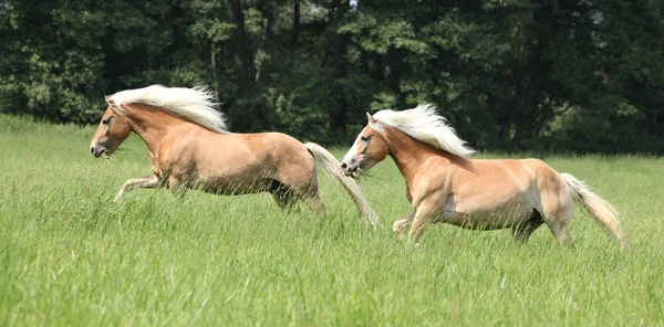 Parti av haflingerhästar körs i frihet — Stockfoto