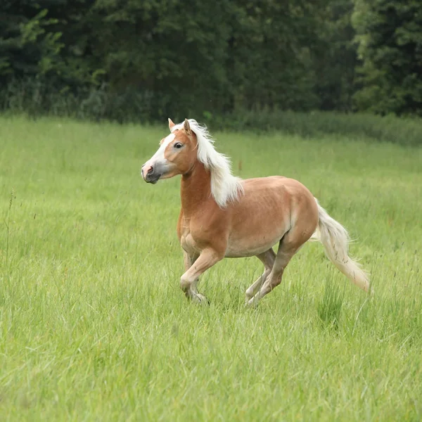 在自由中运行的很好 haflinger — 图库照片