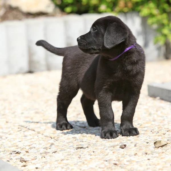 Increíble cachorro labrador negro —  Fotos de Stock