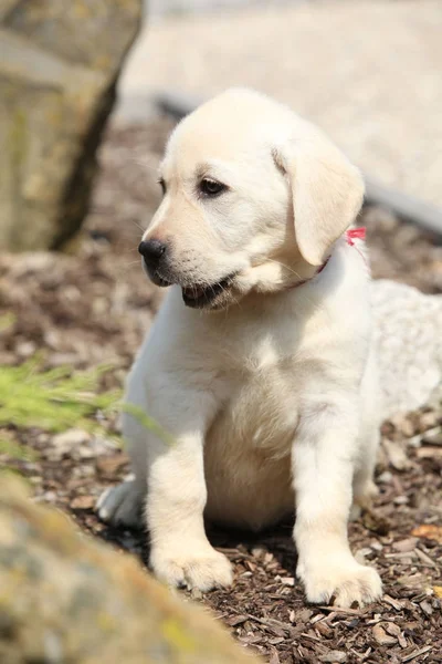 Mooie crème labrador pup — Stockfoto