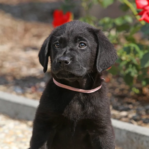 Erstaunliche schwarze Labrador Welpen — Stockfoto