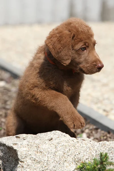 石の上にチェサピーク湾レトリーバーの愛らしい子犬 — ストック写真