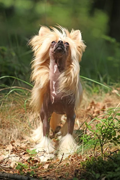 Dejlig kinesisk crested hund i skov - Stock-foto