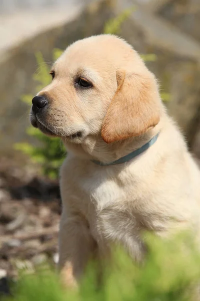 Schöner cremefarbener Labrador Welpe — Stockfoto