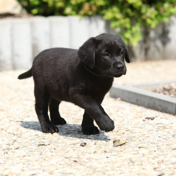 Niesamowity czarny szczeniak labrador na kamienne ścieżki — Zdjęcie stockowe