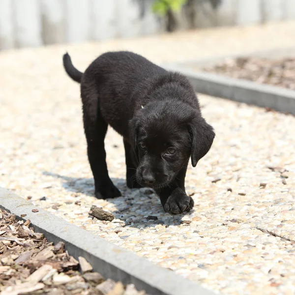 Niesamowity czarny szczeniak labrador na kamienne ścieżki — Zdjęcie stockowe