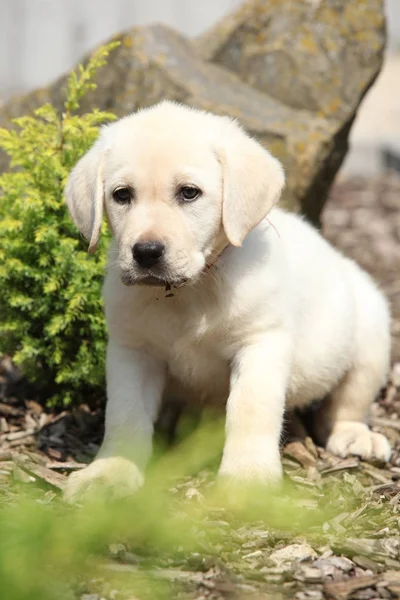 Schöner cremefarbener Labrador Welpe — Stockfoto