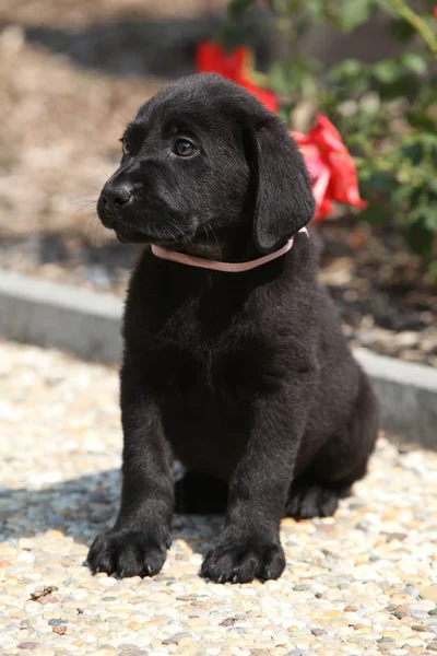 Úžasné černé štěně labradora — Stock fotografie