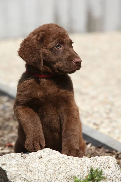 Adorabile cucciolo Chesapeake Bay Retriever su pietra — Foto Stock