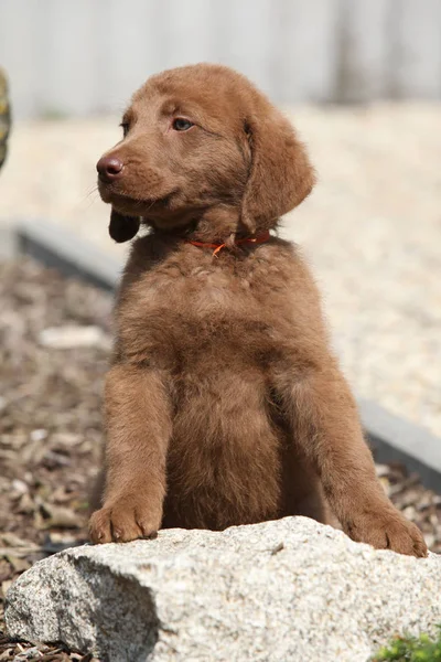 Entzückender Chesapeake Bay Retriever Welpe auf Stein — Stockfoto