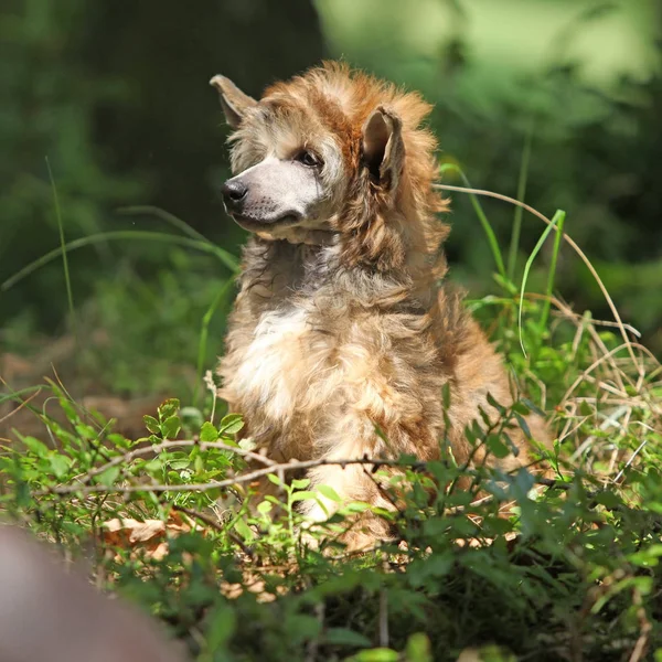 Nice chinese crested dog in forest — Stock Photo, Image