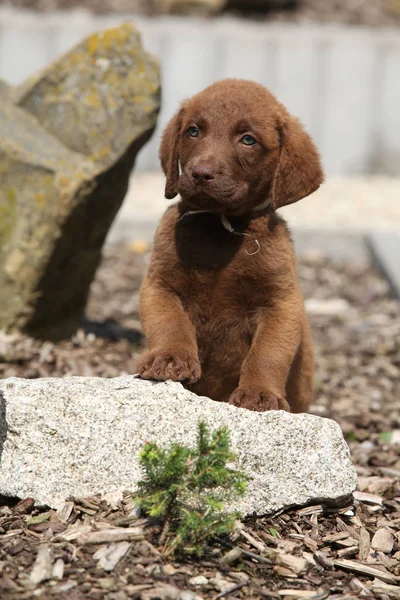 Очаровательный щенок из Чесапикского залива на камне — стоковое фото