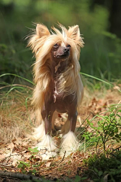 Dejlig kinesisk crested hund i skov - Stock-foto