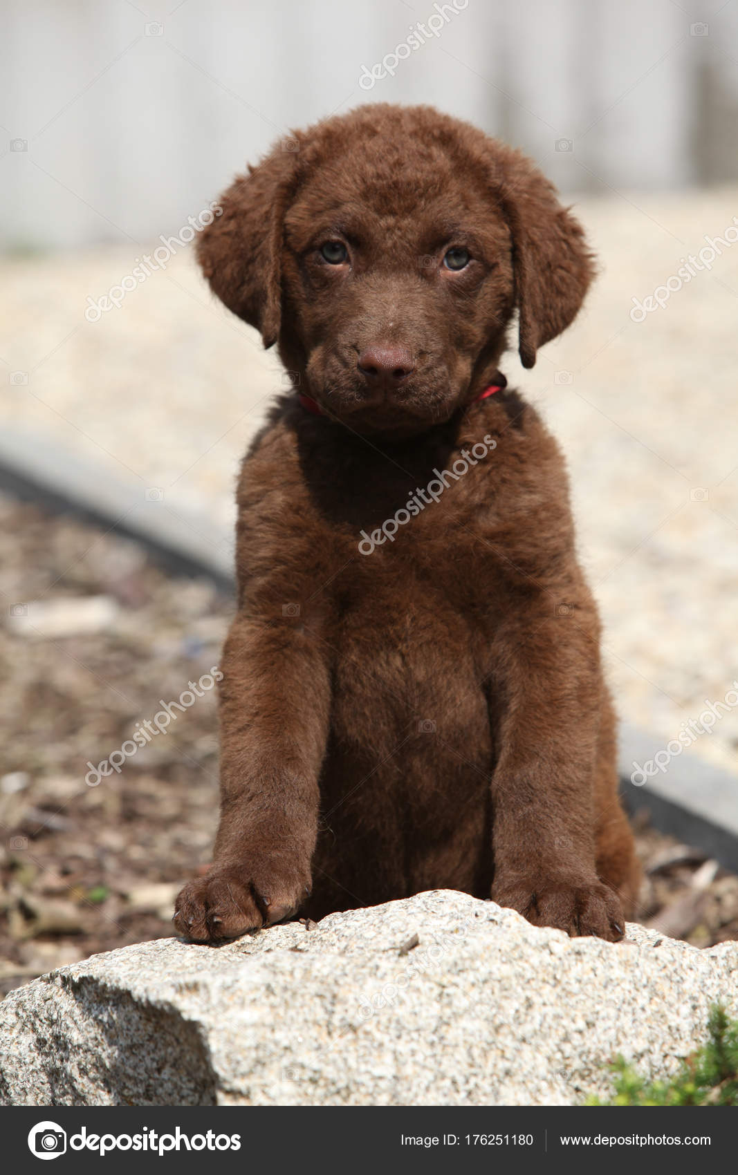 Adorable chesapeake bay retriever puppy on stone Stock Photo by ©Zuzule