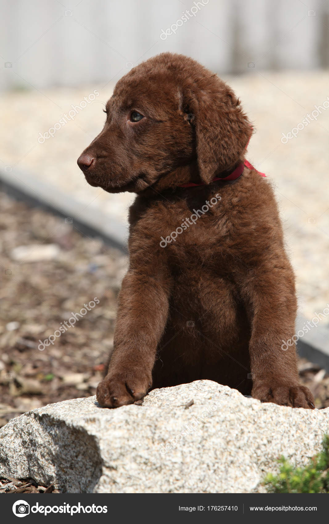 Adorable Chesapeake Bay Retriever Puppy On Stone Stock Photo Image By C Zuzule