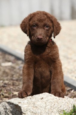 çok güzel chesapeake bay retriever köpek taş